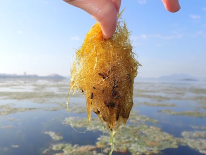 Algas que han crecido en el mar Menor debido a su mal estado.