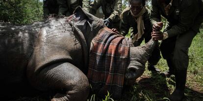 Varios veterinarios del Servicio de Conservación de la Fauna keniana (KWS) del Servicio de Vida Salvaje de Kenia salvaje identifican a una hembra de rinoceronte blanco de 4 años.