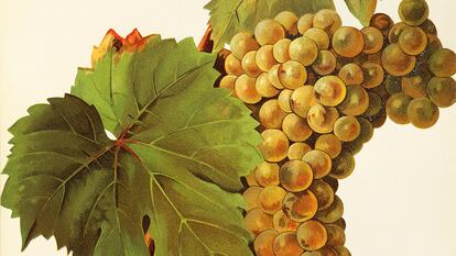 Ilustración de un racimo de uvas.
