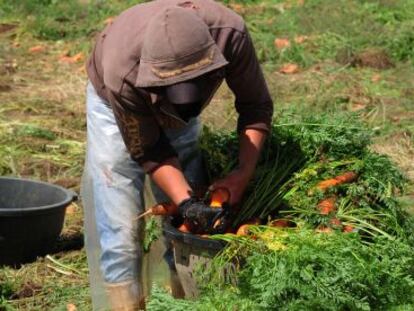 Un agricultor en Chimaltenango, Guatemala.