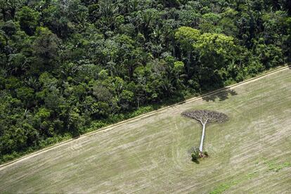 Un castaño yace en un campo de soja de la selva amazónica en las afueras de Santarém, en Brasil. Cuando se hizo esta fotografía, en 2013, la ley brasileña protegía este tipo de árboles, de tal forma que no podían ser cortados hasta que se secaran.