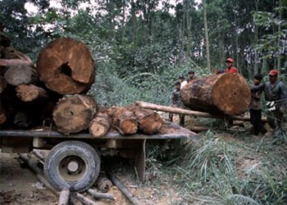 Tala ilegal de árboles en Tesso Nilo (Sumatra, Indonesia).