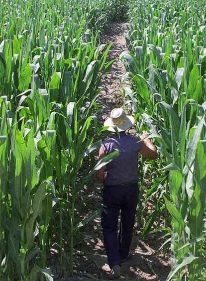 El cultivo de maíz modificado genéticamente forma parte de los ensayos del Instituto Nacional de Investigaciones Agrarias.