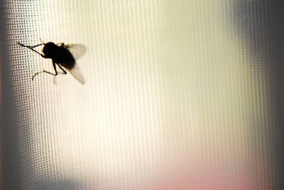 Los cient&iacute;ficos usaron un sistema de sombras para asustar a las moscas.