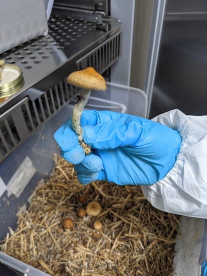 Las compañías estudian el uso terapéutico de los hongos alucinógenos.