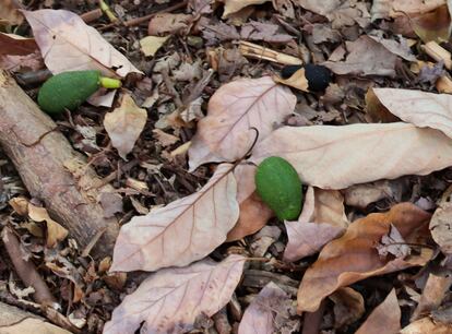 Los aguacates se caen de los árboles por la falta de riego.