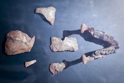 Partes del cráneo de 'Lucy', cuyos restos se encontraron en Etiopía, a pocos metros del 'Homo' más antiguo.