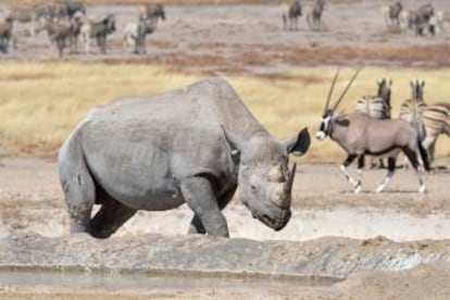 Un rinoceronte negro en el parque nacional de Etosha, en Namibia.