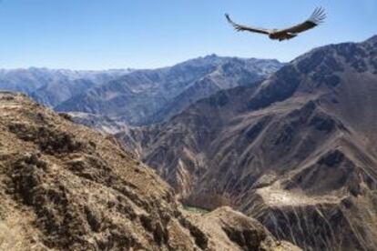 Un cóndor sobrevuela el cañón del Colca, en Perú.