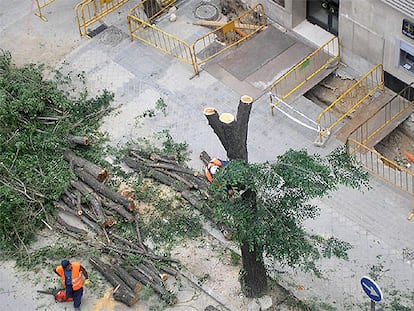 Árboles talados en la calle de Luís Esteban, cerca de la plaza de Castilla.