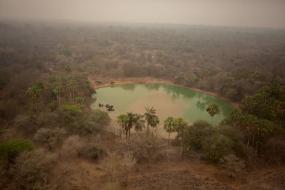 EL PANTANAL. Situado principalmente en Brasil, aunque también abarca territorio boliviano y paraguayo, el Pantanal es el humedal de agua dulce más grande del planeta. Según el Observatorio Pantanal, alberga a 53 especies de anfibios, 159 de mamíferos, 98 de reptiles, 656 de aves, 325 de peces, 1.030 de mariposas y más de 3.500 especies de plantas. Este ecosistema enfrenta grandes amenazas como la deforestación, los incendios y la expansión agrícola. 