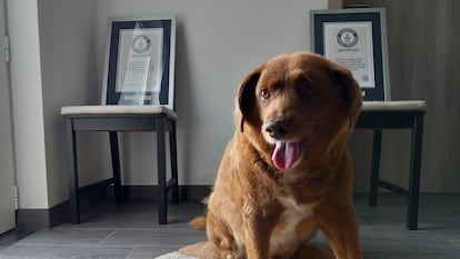 Bobi, un perro portugués de pura raza Rafeiro do Alentejo, posa para una fotografía con sus certificados del Récord mundial Guinness por ser el perro más longevo, el sábado 20 de mayo de 2023.
