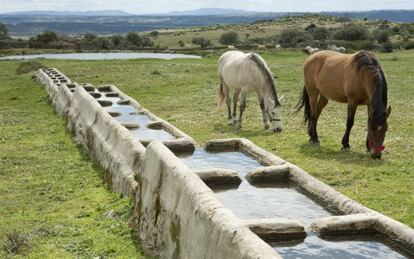 Caballos pastando en Los Pajares, en la sierra de Gata, al noroeste de Cáceres (Extremadura).