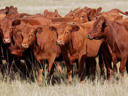 Vacas en Argentina. 