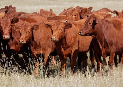 Vacas en Argentina.