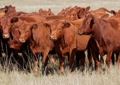 Vacas en Argentina. 