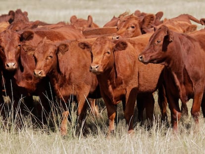 Vacas en Argentina. 