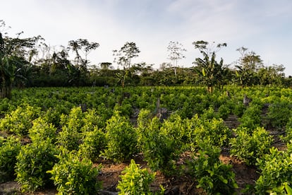 Coca Colombia