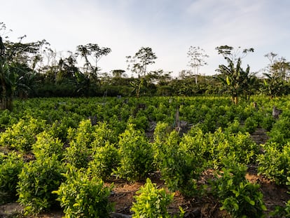 Cultivo de coca en Nueva Colombia, en el departamento del Meta, el 21 de enero de 2023.
