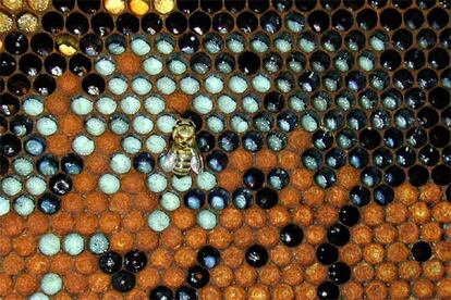 Una abeja de la miel, <i>apis mellifera</i>, cuidando su colmena.