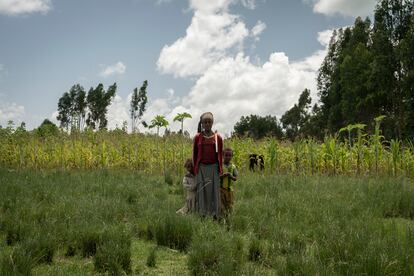 El cambio climático también está afectando a las cosechas. Las variaciones en las lluvias, desde sequías hasta inundaciones, genera que los frutos no lleguen a crecer lo suficiente como para poder ser cosechados y consumidos. En la fecha en que se realizó esta imagen (noviembre, época de lluvias), el maíz que se ve tras estas personas residentes en un 'kebele' de Amigna, debería de haber sido ya cosechado. Sin embargo, las mazorcas no llegan a crecer lo suficiente. La falta de lluvias actual implica que en abril y mayo estarán en una situación crítica.