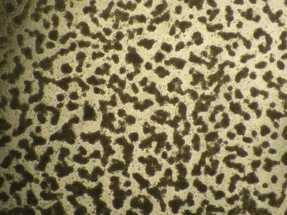 Las células madre extraídas de la leche materna cobran vida propia en el laboratorio, formando masas similares a órganos que recuerdan a los alvéolos productores de leche de la mama. Al igual que los alvéolos, estos organoides cultivados en laboratorio pueden producir leche.