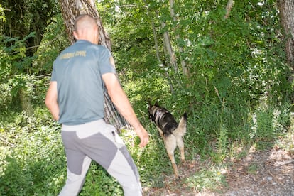 Un perro de rescate especializado en búsqueda de personas vivas, en el entorno de la peña de Oroel (Huesca).


