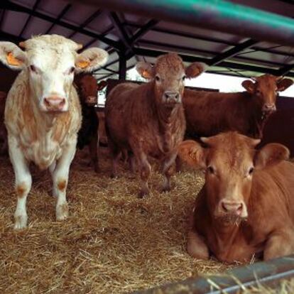 Varias vacas sobre sus camas de paja.