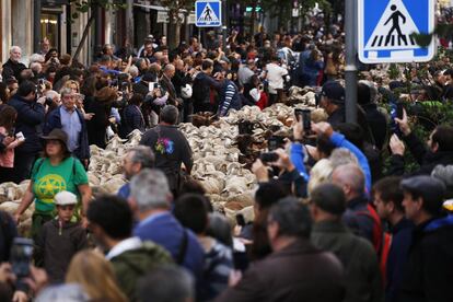 Los rebaños trashumantes que participan en la Fiesta vienen andando a Madrid desde las montañas de León atravesando el Puerto de los Leones en la Sierra de Guadarrama.