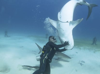 Muy pocos buceadores en el mundo se atreven a 'empatizar' así con animales que pueden matar de una dentellada.