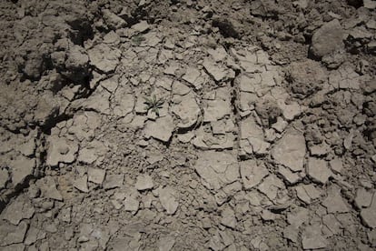 Tierra cuarteada en una antigua laguna en Apan.