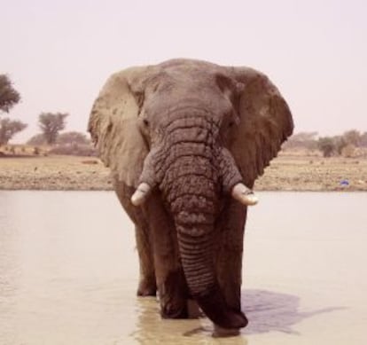 Um elefante da região de Mali onde foram abatidos 19 animais do tipo há alguns dias.