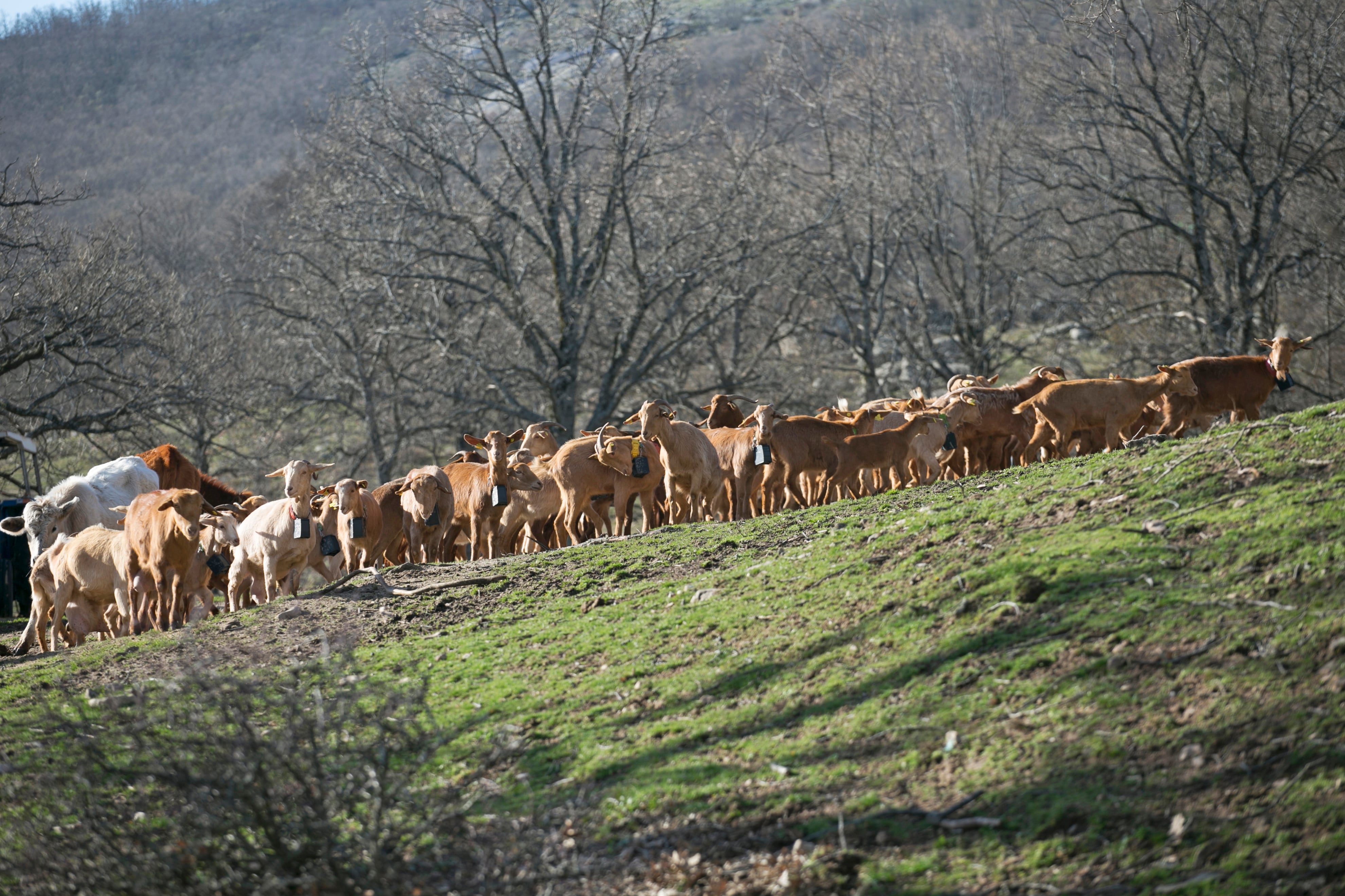 Cabras y ovejas de Laura Martínez en un cortafuegos de Bustarviejo (Madrid).