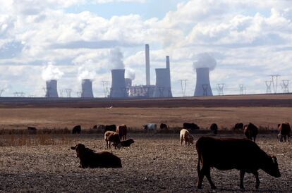 Varias vacas delante de una central eléctrica de carbón en Sudáfrica.