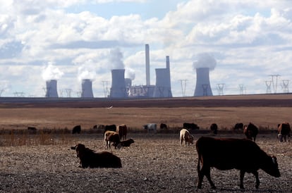 Varias vacas delante de una central eléctrica de carbón en Sudáfrica.