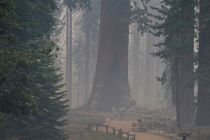 La sequoya conocida como Grizzly Giant se ve envuelta por humo del incendio forestal Washburn, que arde dentro del parque nacional Yosemite desde el 7 de julio. Durante el fin de semana pasado duplicó su tamaño, ahora ocupa 946 hectáreas del bosque.