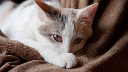 Que el gato se esconda con más frecuencia de lo habitual para rehuir el contacto con los habitantes de la casa es uno de los síntomas que pueden indicar que está enfermo.