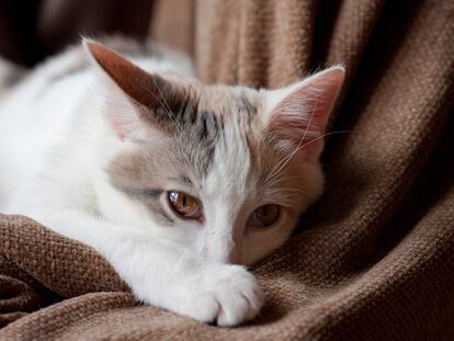 Que el gato se esconda con más frecuencia de lo habitual para rehuir el contacto con los habitantes de la casa es uno de los síntomas que pueden indicar que está enfermo.