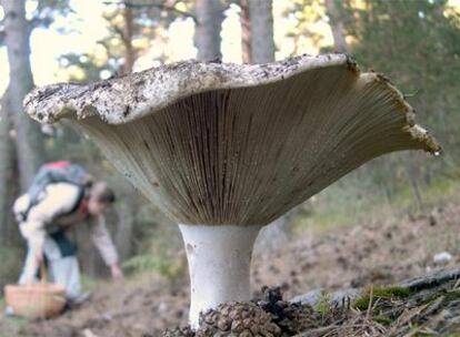 Una seta en un bosque frecuentado por recolectores de hongos.