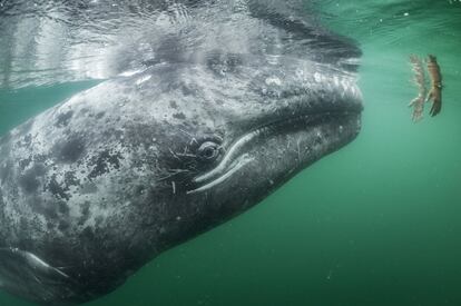 Un turista intenta acariciar a una ballena gris en la Laguna de San Ignacio (México), donde estos animales se acercan frecuentemente a la bahía para aparearse y cuidar a sus crías.