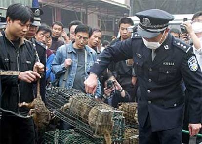 Un policía confisca ayer civetas en el mercado de Guangzhu, capital de Guangdong, al sur de China.