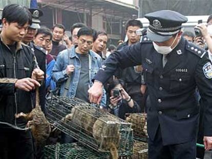 Un policía confisca ayer civetas en el mercado de Guangzhu, capital de Guangdong, al sur de China.