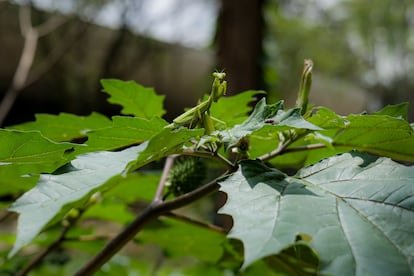 A praying mantis perched on a leaf in Chapultepec Forest on July 30.