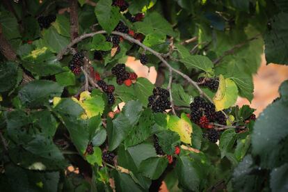 Las primeras moras ya pueden verse en la sierra.