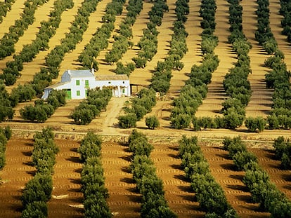 Paisaje de olivares cerca de Montoro (Córdoba).