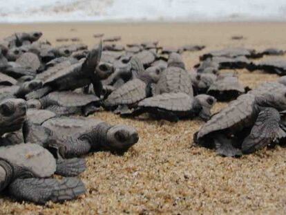 Cr&iacute;as de tortuga baula se dirigen al mar.