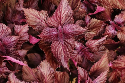 El shiso rojo o perilla en su forma rojiza es un punto focal en el jardín que se resiembra cada año.