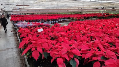 Un vivero con cientos de poinsetias.