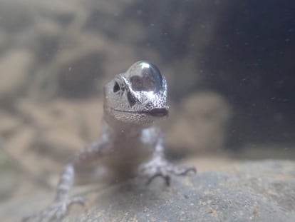 El lagarto subacuático del género Anolis crea una burbuja de aire sobre sus fosas nasales para hacer inmersiones prolongadas