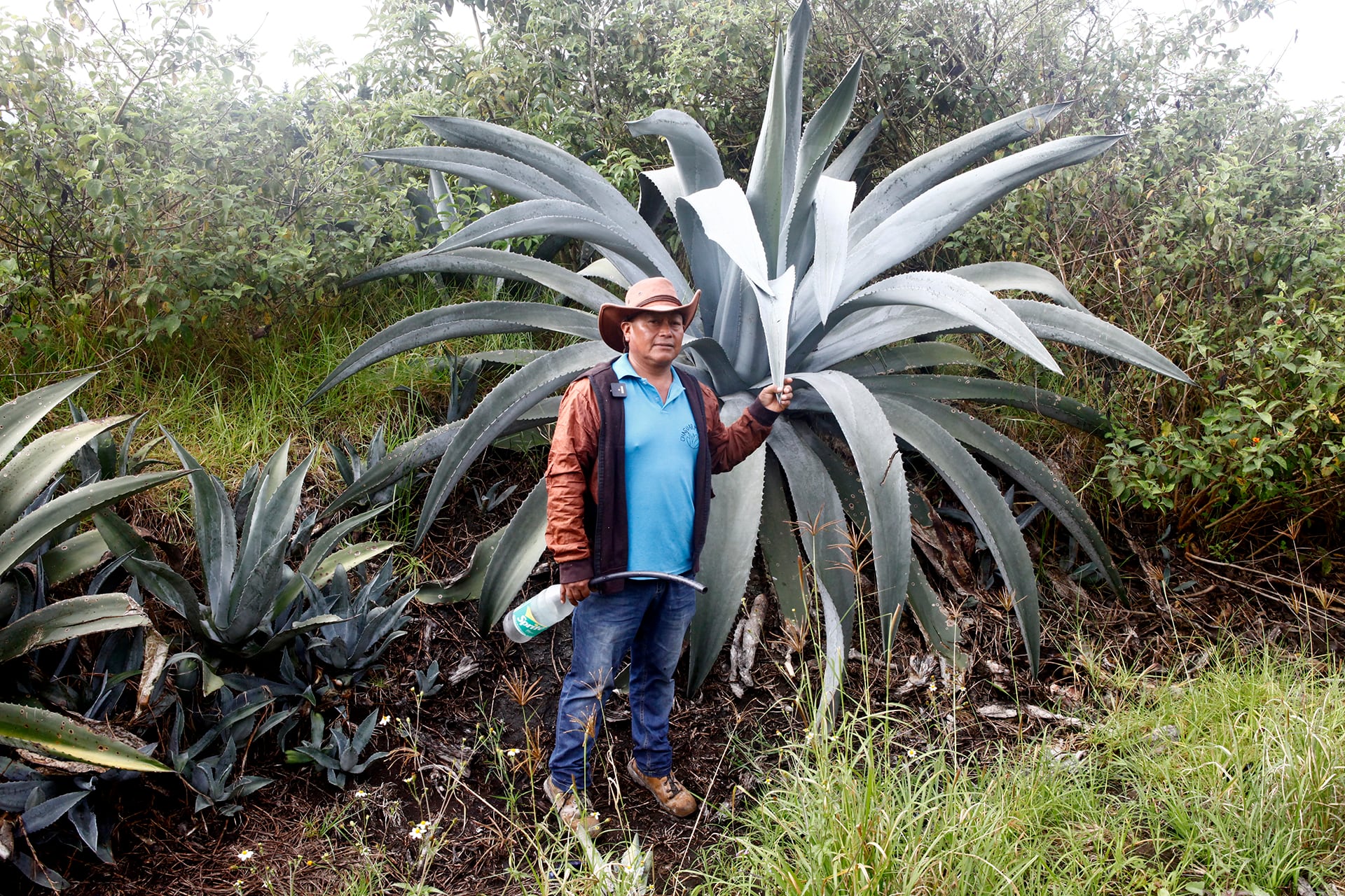 Chawarmishqui: la savia del agave en Ecuador que resiste como tradición prehispánica